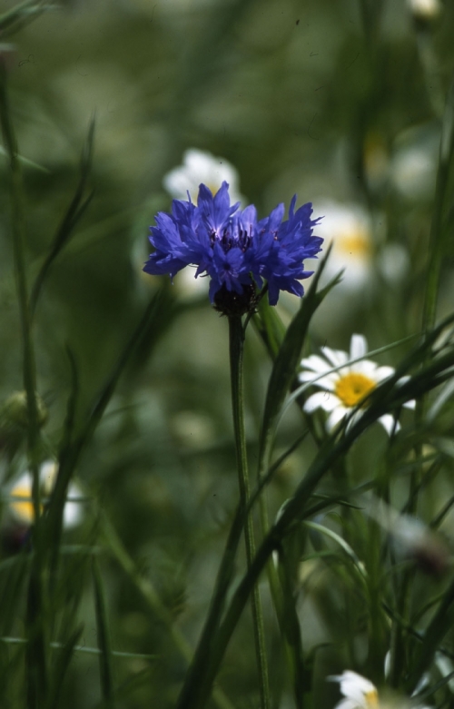Cornflower